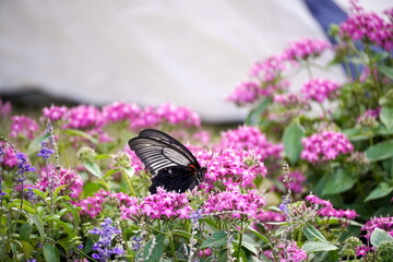 ピンクの花畑に黒と白の模様の蝶が止まっている。背景はぼかされており、花の色と蝶のコントラストが美しい。 © BRUCE