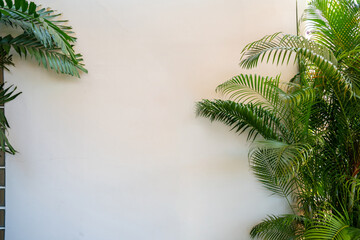 Obraz premium Lush green tropical palm leaves framing a plain white wall background. Minimalist aesthetic suitable for copy space, summer themes, interior decor, and natural branding concepts.