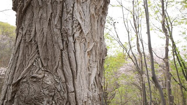 札幌の公園に育つ大木の幹と樹皮・北海道の自然動画
