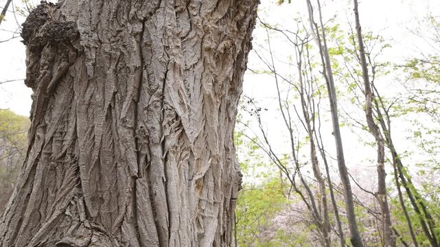 札幌の公園に育つ大木の幹と樹皮・北海道の自然動画