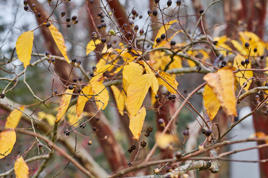 Close up of a Japanese crape myrtle during the fall.