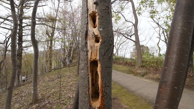 キツツキが嘴で開けた木の穴・北海道の公園の樹木
