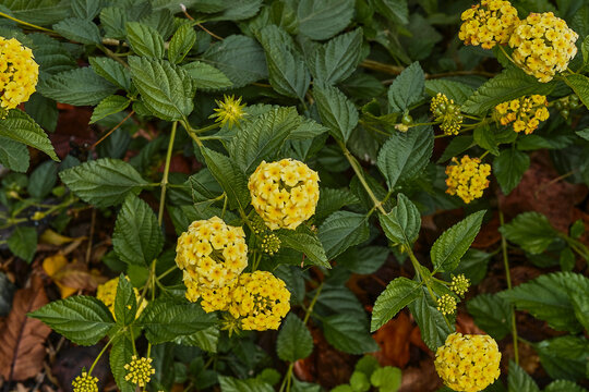 Close up of yellow lantanas.