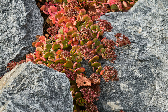 Close up of a succulent growing in between rocks.