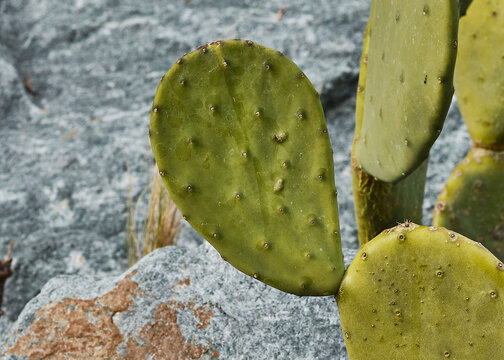 Close up of a spineless prickly pear cactus.  