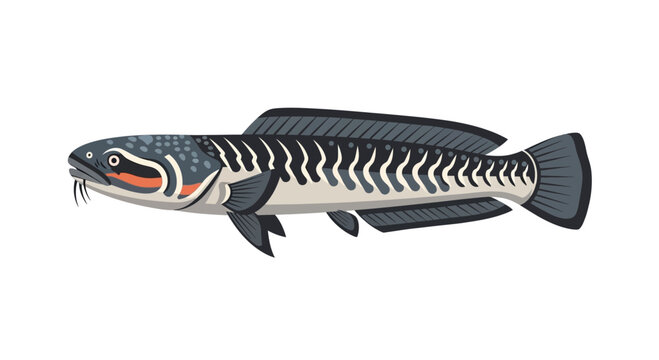 Channa Argus Fish Illustration, Northern Snakehead Aquatic Animal
