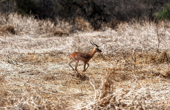 Young Impala Antelope Running Across a Dry Grassy Savanna in a semi-arid African landscape.