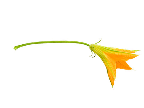 zucchini flowers pumpkin flower yellow isolated for food background