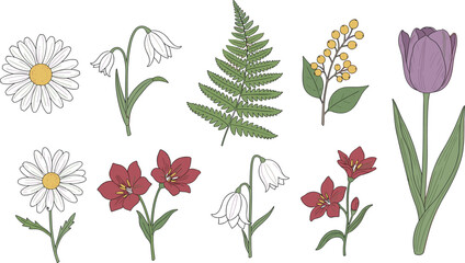 Botanical flower and leaf vector set featuring daisy, tulip, fern and wildflowers in soft hand drawn illustration style © mdanichur