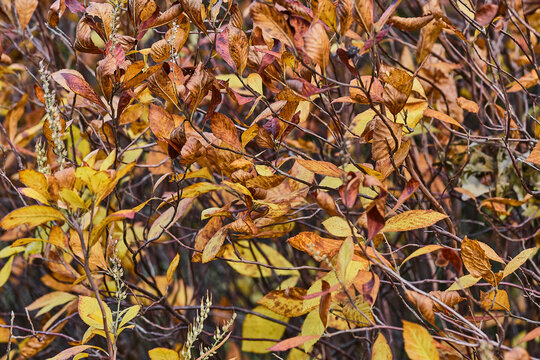 Close up of colorful fall foliage at sunset.