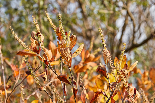 Close up of colorful fall foliage at sunset.