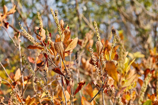 Close up of colorful fall foliage at sunset.