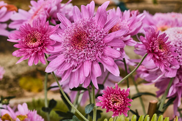 Obraz premium Close up of purple chrysanthemums.