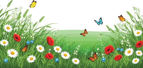 Spring meadow frame vector illustration featuring grass, poppies, daisies and butterflies in bright natural landscape design © mdanichur