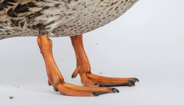 Close up of a duck's orange webbed feet standing on a white surface