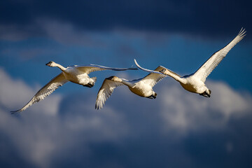 Trumpeter's swan © YoungSun