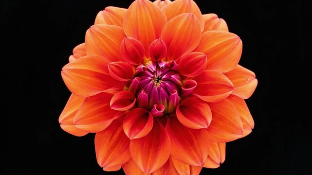 Time lapse of orange dahlia flower growth and opening over several days