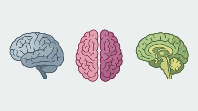 Illustration of three detailed brain models in blue, pink, and green on a white background
