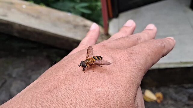Syrphus knabi (Eastern flower Fly, Hover Flies, Flower Flies, Eastern Flower Fly, Syrphus rectus) perched on hand. 