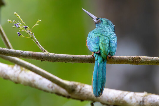 Rufous-Tailed Jacamar Perched in Tropical Forest, Osa Peninsula, Costa Rica