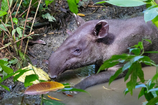 Baird's Tapir Resting in Pond, Corcovado National Park, Costa Rica