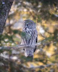 Fototapeta premium Great Gray Owl Perched