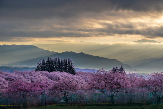 八重桜並木」の写真素材 | 28,807件の無料イラスト画像 | Adobe Stock