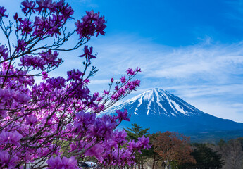 鳴沢村活き活き広場からレンゲツツジと富士山 © Umibozze