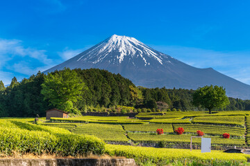 Fototapeta premium 富士市大渕笹葉茶畑から富士山