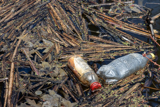 Quebec, Canada, 24 April 2026 : Plastic bottles and organic debris float on the surface of a polluted water body.