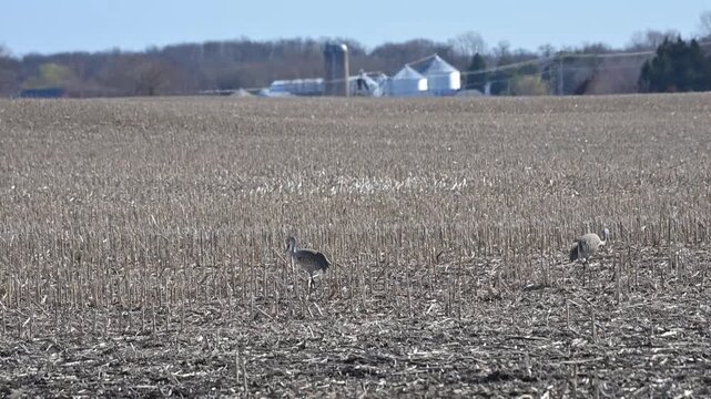 Sandhill Cranes on the Farm