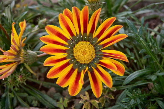 orange and yellow gazania flower with radial patterns in garden, top view closeup with copy space