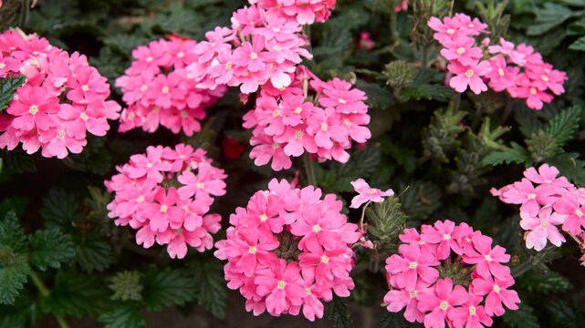 pink verbena flowers with green leaves, dense blooming clusters in closeup and full frame texture, springtime background concept in soft focus