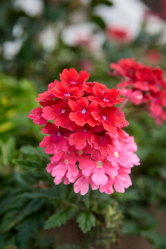 red and pink verbena flowers in the garden, vertical closeup of blooming cluster with soft focus and copy space