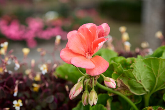 close-up of pink geranium flower with green leaves, single blossom in blurry outdoor garden background, closeup with soft focus and copy space