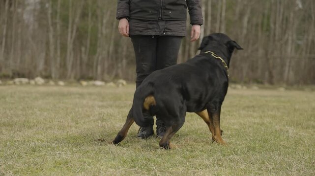 Rottweiler sits facing handler, then moves into heel position on silent command. Precise response, close-up, outdoor field, daylight.