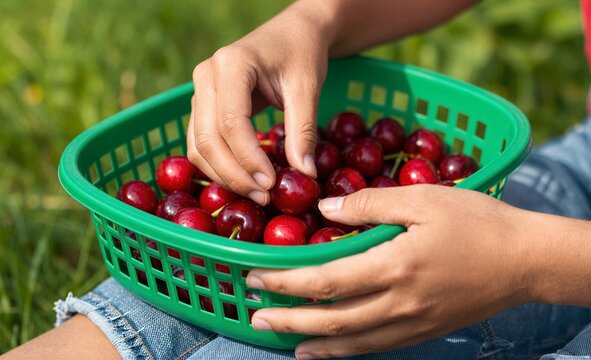 Hands gently pick fresh red cherries from a green basket outdoors.