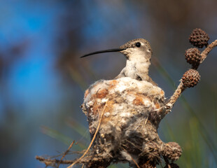 picaflor del norte en nido - colibri © Ana