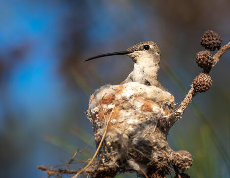 picaflor del norte en nido - colibri
