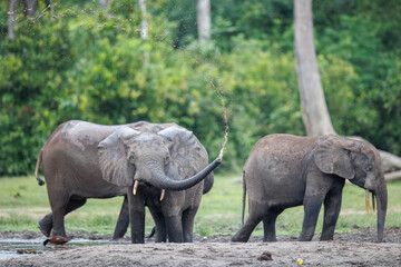 Fototapeta premium Forest Elephants at Dzanga Bai digging for mineral rich mud at Dzanga Sangha, Central African Republic