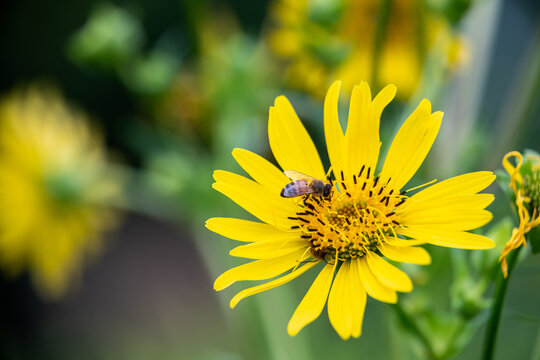 A honey bee pollinates the bright yellow composite flower of a native Cup Plant in a summer wildflower meadow