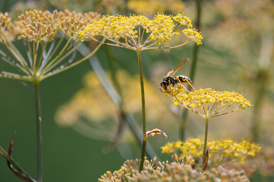 A European paper wasp forages for nectar on the vibrant yellow umbrella-shaped flower clusters of a blooming fennel plant in a summer garden