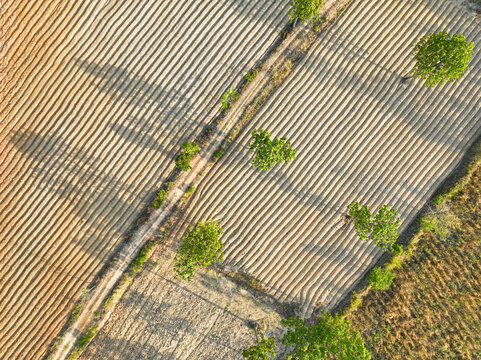 Aerial drone view of organized cassava rows in Isan Thailand. Transparent supply chain safety and bio industrial food traceability for global agricultural data reporting. Plowed cassava plantation.