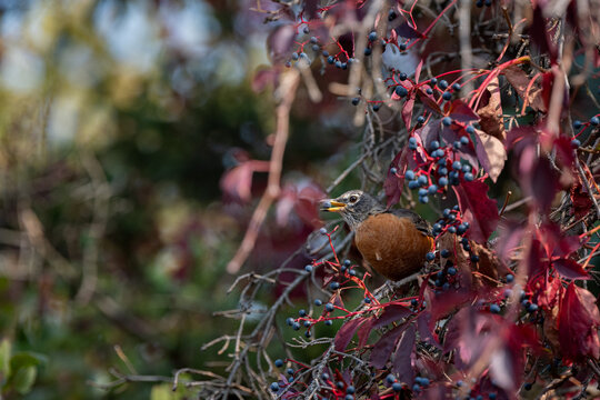 An American Robin perched among vibrant red autumn leaves feeds on the dark blue berries of a Virginia Creeper vine