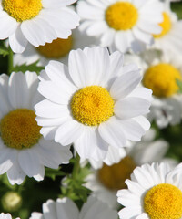 Obraz premium Close–up of daisy flower in soft natural light