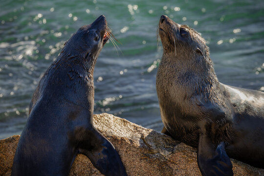 Two Australian fur seals square up as one protects its rock perch against a newcomer who also wants to haul out onto a nice rock on the granite rock breakwater at Narooma in New South Wales, Australia