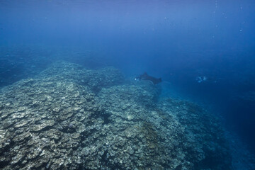 Obraz premium Manta rays in tropical ocean over coral reef with blue water