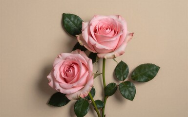 Fototapeta premium Two pink roses with green leaves on a soft beige background.