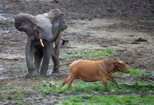 Wild African Forest Elephant (Loxodonta cyclotis) chasing a young African forest buffalo (Syncerus caffer nanus) at Dzanga Bai in the Central African Republic
