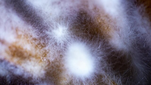 Mold Growth Time Lapse Contamination and Fungal Spread Macro Organic Decay